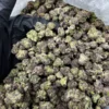 Blue Nerdz POUND of weed for sale 454 GRAMS