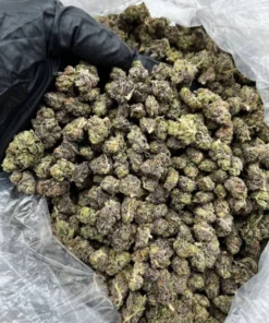 Buy pound of Biscotti strain 454 GRAMS