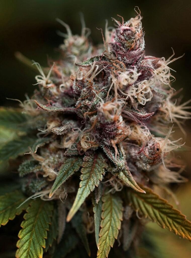 Indica oder Sativa: Was wirkt stärker?