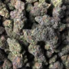 Gelato Weed strain For sale