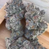 Jack Herer